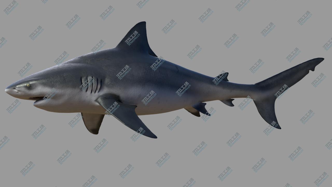 images/goods_img/202104021/3D model Bull shark/2.jpg